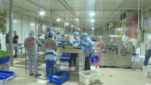响水镇果蔬包装车间正式运营 强化产销对接，助力脱贫攻坚