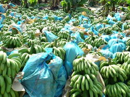 红河农产品信息网 连接优质农产品与广阔市场的数字桥梁