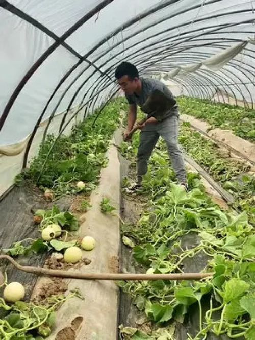 优质甜瓜 健康与美味的完美结合