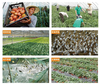 景徽联合社 为百姓打造安全菜篮子，守护舌尖上的农产品安全